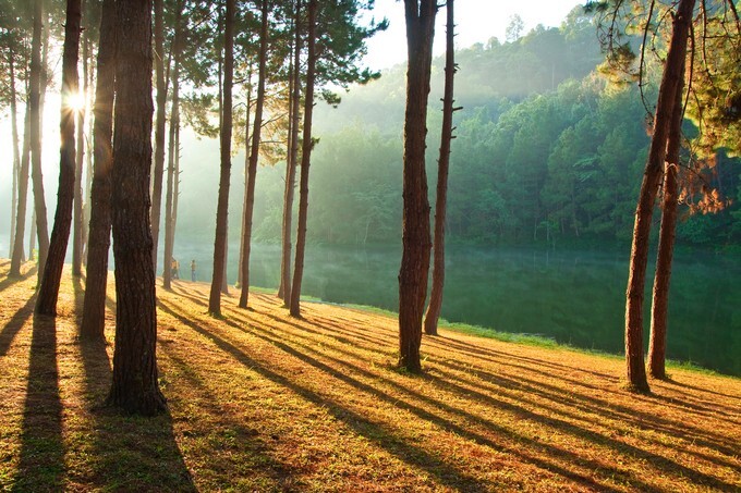 Pang Ung Forestry Plantations, Maehongson Province, North of Thailand